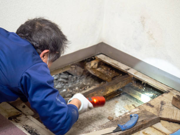 Best Mold Damage Repair  in West Buechel, KY