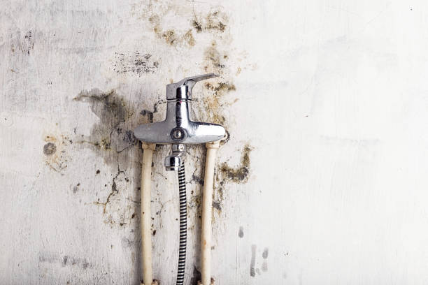 Best Commercial Mold Removal  in West Buechel, KY