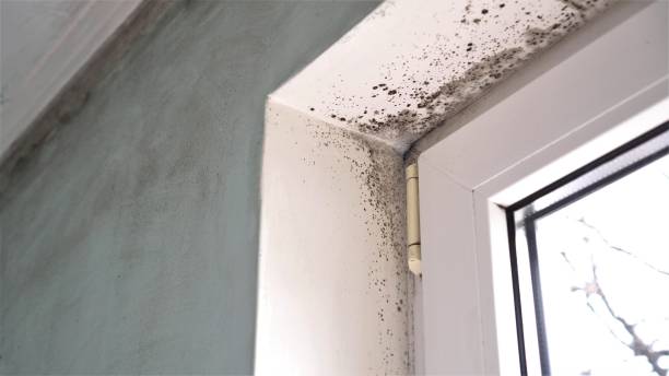 Best Best Mold Removal Companies  in West Buechel, KY