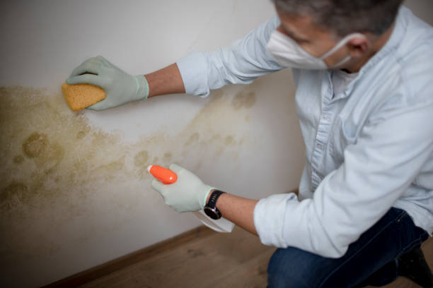 Best Mold Damage Repair  in West Buechel, KY