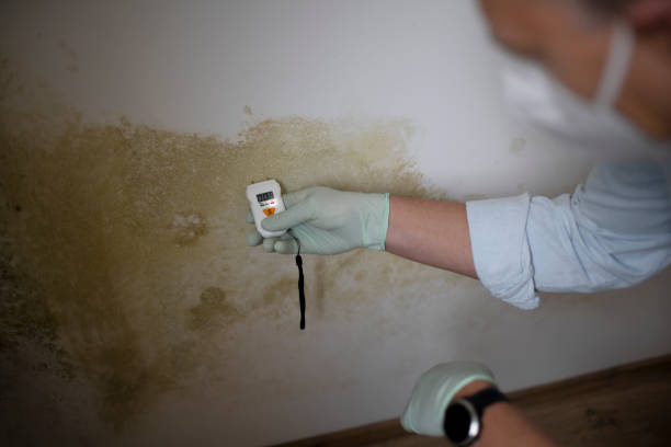 Best Toxic Mold Removal  in West Buechel, KY