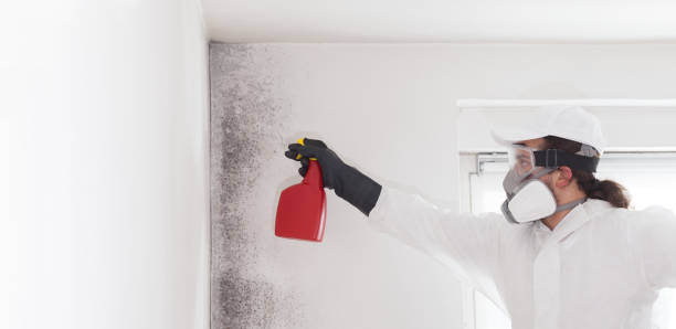 Best Attic Mold Removal  in West Buechel, KY
