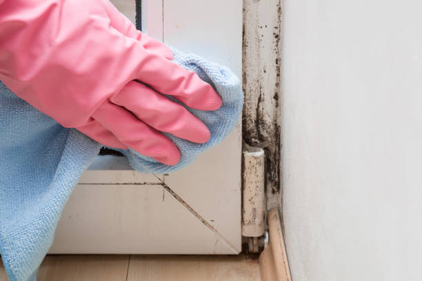 Best Certified Mold Removal  in West Buechel, KY